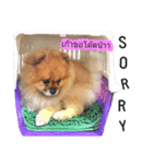 We are Pomeranian（個別スタンプ：11）