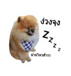 We are Pomeranian（個別スタンプ：13）