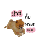 We are Pomeranian（個別スタンプ：14）