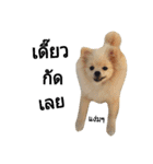 We are Pomeranian（個別スタンプ：15）