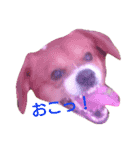 asahi is dog（個別スタンプ：19）