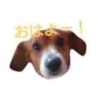 asahi is dog（個別スタンプ：20）