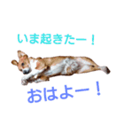 asahi is dog（個別スタンプ：28）