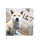 我が家のお犬様①（個別スタンプ：1）