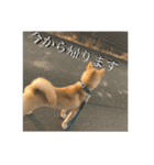 我が家のお犬様①（個別スタンプ：5）