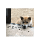 我が家のお犬様①（個別スタンプ：7）