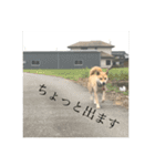 我が家のお犬様①（個別スタンプ：9）