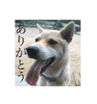 我が家のお犬様①（個別スタンプ：10）