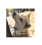 我が家のお犬様①（個別スタンプ：11）