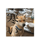 我が家のお犬様①（個別スタンプ：12）