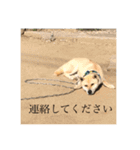 我が家のお犬様①（個別スタンプ：14）