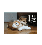 我が家のお犬様①（個別スタンプ：18）