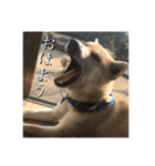 我が家のお犬様①（個別スタンプ：20）