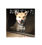 我が家のお犬様①（個別スタンプ：21）