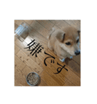 我が家のお犬様①（個別スタンプ：24）