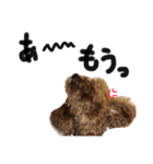 トイプーのエルモ君の日常会話〜大阪弁〜（個別スタンプ：25）