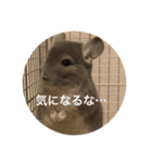 chinchilla gumi（個別スタンプ：1）