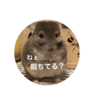 chinchilla gumi（個別スタンプ：3）