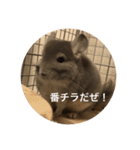 chinchilla gumi（個別スタンプ：5）