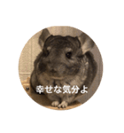 chinchilla gumi（個別スタンプ：7）