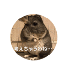 chinchilla gumi（個別スタンプ：11）