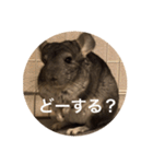 chinchilla gumi（個別スタンプ：13）