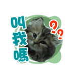 cat can talk（個別スタンプ：10）