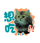 cat can talk（個別スタンプ：11）