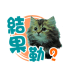 cat can talk（個別スタンプ：12）