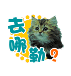 cat can talk（個別スタンプ：13）