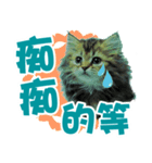 cat can talk（個別スタンプ：14）