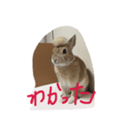 rabbit picuture cute（個別スタンプ：6）