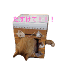 まやたん（個別スタンプ：11）