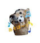 愛犬 コロン（個別スタンプ：10）