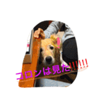 愛犬 コロン（個別スタンプ：16）