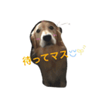 愛犬 コロン（個別スタンプ：20）