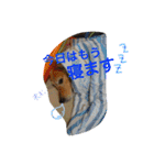 愛犬 コロン（個別スタンプ：22）