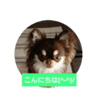 chihuahuahappy（個別スタンプ：1）