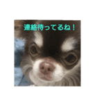 chihuahuahappy（個別スタンプ：12）