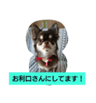 chihuahuahappy（個別スタンプ：14）