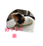 mol.chan4（個別スタンプ：6）