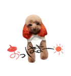 POODLE AI（個別スタンプ：1）