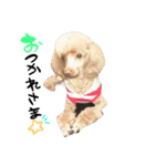 POODLE AI（個別スタンプ：2）