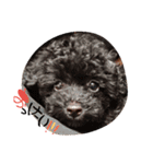 POODLE AI（個別スタンプ：4）