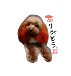 POODLE AI（個別スタンプ：5）