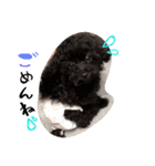 POODLE AI（個別スタンプ：6）