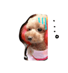 POODLE AI（個別スタンプ：7）