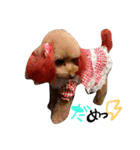 POODLE AI（個別スタンプ：8）