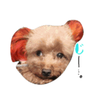 POODLE AI（個別スタンプ：10）