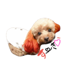 POODLE AI（個別スタンプ：11）